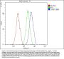 Anti-Caspase-3 Antibody Picoband® (monoclonal, 8B6)
