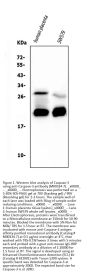 Anti-Caspase-3 Antibody Picoband® (monoclonal, 15G8)