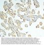 Anti-Caspase-3 Antibody Picoband® (monoclonal, 15G8)