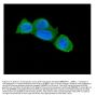 Anti-Caspase-3 Antibody Picoband® (monoclonal, 15G8)