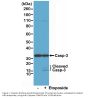 Anti-Caspase-3 Rabbit Monoclonal Antibody, Clone#RM250