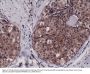 Anti-Caspase-3 Rabbit Monoclonal Antibody, Clone#RM250