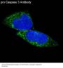 Anti-pro Caspase 3 CASP3 Rabbit Monoclonal Antibody