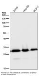 Anti-pro Caspase 3 CASP3 Rabbit Monoclonal Antibody