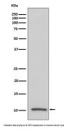 Anti-IGF2/IGF II Rabbit Monoclonal Antibody