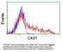 Anti-Calpastatin (CAST) Mouse Monoclonal Antibody [Clone ID: OTI1E7]