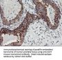 Anti-Calpastatin (CAST) Mouse Monoclonal Antibody [Clone ID: OTI1E7]