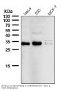 Anti-NGF/Beta Ngf Rabbit Monoclonal Antibody