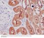 Anti-NGF/Beta Ngf Rabbit Monoclonal Antibody