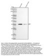 Anti-NGF/Beta Ngf Rabbit Monoclonal Antibody