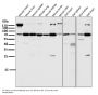Anti-Atg7 (Apg7) Monoclonal Antibody