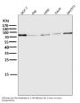 Anti-Atg7 (Apg7) Monoclonal Antibody