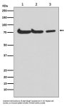 Anti-Atg7 (Apg7) Monoclonal Antibody