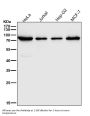 Anti-ATG7/Apg7 Rabbit Monoclonal Antibody