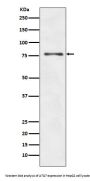 Anti-ATG7/Apg7 Rabbit Monoclonal Antibody
