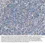 Anti-SOD2 Antibody Picoband® (monoclonal, 2B12B1)