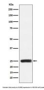 Anti-GRB2 Monoclonal Antibody