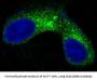 Anti-CEA (CD66e) CEACAM5 Rabbit Monoclonal Antibody