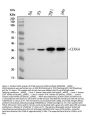 Anti-CDK6 Rabbit Monoclonal Antibody