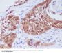 Anti-CDK6 Rabbit Monoclonal Antibody
