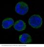 Anti-CDK6 Rabbit Monoclonal Antibody