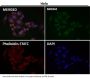 Anti-TMS1 PYCARD Rabbit Monoclonal Antibody