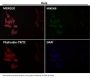 Anti-iNOS NOS2 Rabbit Monoclonal Antibody
