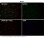 Anti-iNOS NOS2 Rabbit Monoclonal Antibody