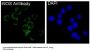 Anti-iNOS NOS2 Rabbit Monoclonal Antibody