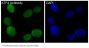 Anti-ATF4 Rabbit Monoclonal Antibody