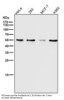 Anti-ATF4 Rabbit Monoclonal Antibody