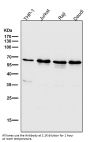 Anti-ATF4 Rabbit Monoclonal Antibody
