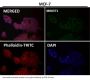 Anti-ATF4 Rabbit Monoclonal Antibody