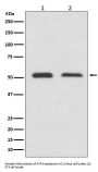 Anti-ATF4 Rabbit Monoclonal Antibody