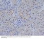 Anti-ATF4 Rabbit Monoclonal Antibody