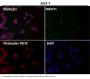 Anti-ATF4 Rabbit Monoclonal Antibody