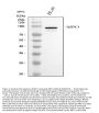 Anti-Myeloperoxidase MPO Rabbit Monoclonal Antibody