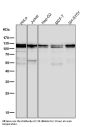 Anti-MCM2 Rabbit Monoclonal Antibody