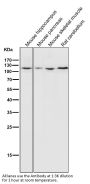 Anti-MCM2 Rabbit Monoclonal Antibody