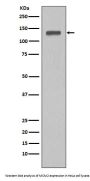 Anti-MCM2 Rabbit Monoclonal Antibody