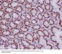 Anti-MCM2 Rabbit Monoclonal Antibody