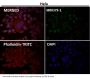 Anti-Survivin BIRC5 Rabbit Monoclonal Antibody