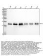 Anti-Survivin BIRC5 Rabbit Monoclonal Antibody