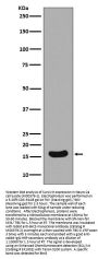 Anti-Survivin Birc5 Rabbit Monoclonal Antibody