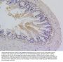 Anti-Survivin Birc5 Rabbit Monoclonal Antibody