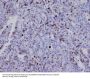 Anti-Survivin Birc5 Rabbit Monoclonal Antibody