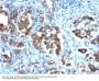 Anti-Cdc20 (Cell Division Cycle Protein 20) Monoclonal Antibody