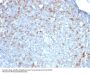 Anti-Cdc20 (Cell Division Cycle Protein 20) Monoclonal Antibody