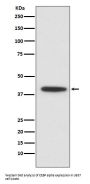Anti-CEBP alpha Rabbit Monoclonal Antibody