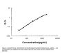 Anti-Interferon gamma IFNG Antibody (monoclonal, 8E9)